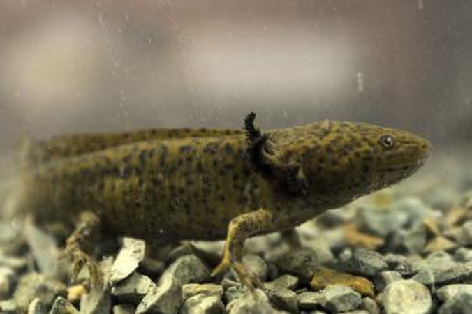 Salamandrų fermentas gali padėti žmonėms atsiauginti organus ir galūnes?