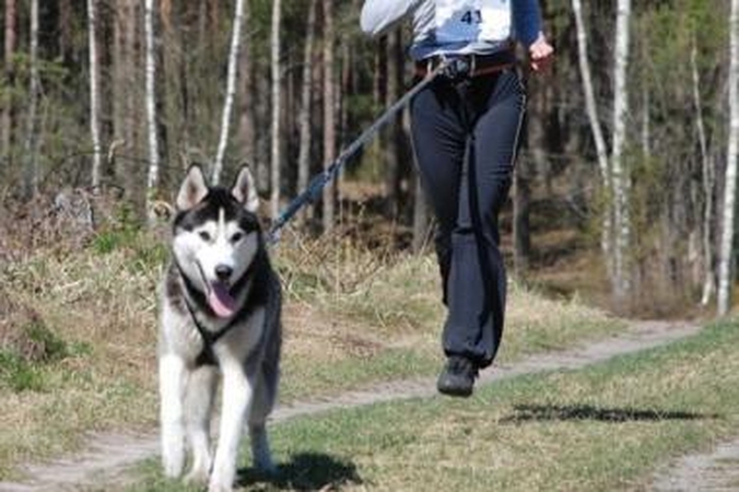 Jadagoniuose rengiamos šunų kinkinių varžybos