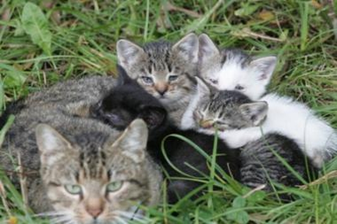 Girtas sugyventinis vaikų katiną užmušė jų akivaizdoje