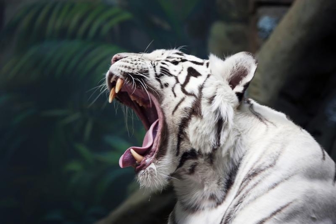 Baltasis tigras užpuolė zoologijos sodo tarnautoją Santjage