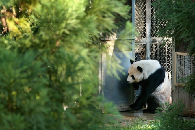 Jauniklio netekusi panda sudaužytą širdį gydo žaisliuku