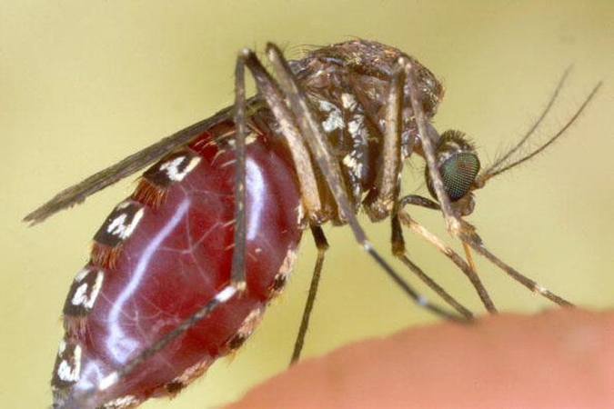 Genų inžinerija (I dalis): į karą leidžiamos mutantų armijos