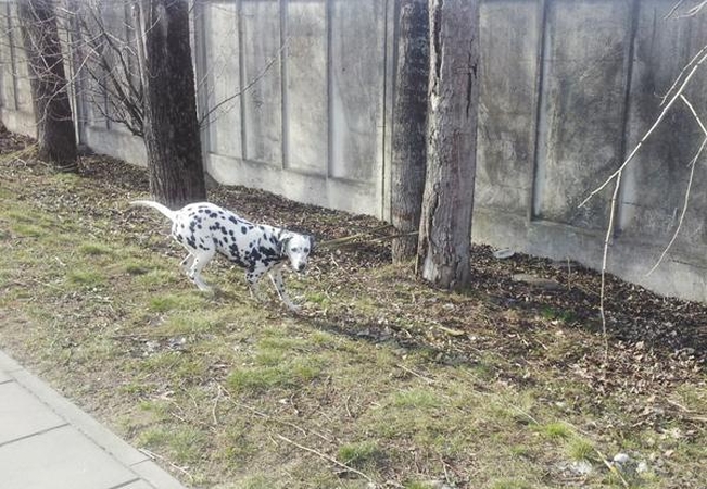 Policija per reidus drausmino šunų savininkus