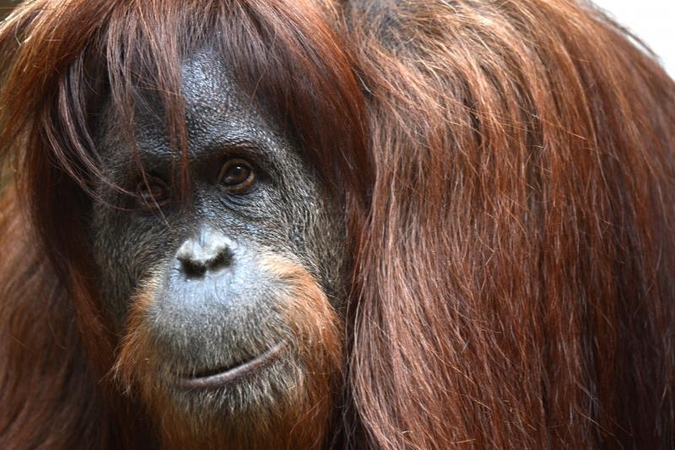 Į cigaretes įjunkusi orangutano patelė susilaukė palikuonio