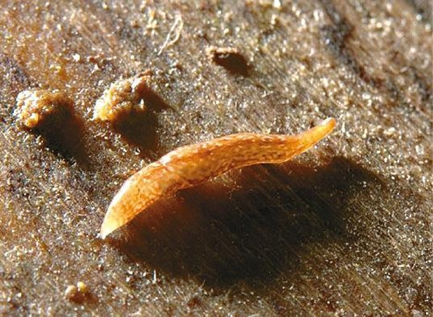 Mokslininkai atrado 60 akių turinčią kirmėlę