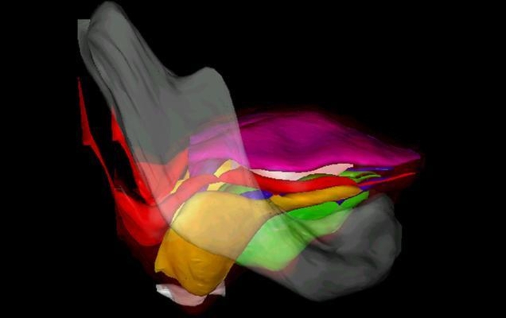 3D: nuolat malantis žmogaus liežuvis iš arčiau