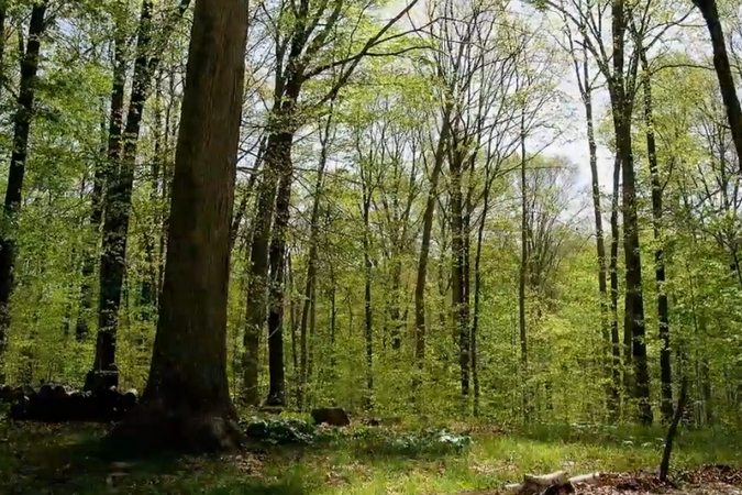 15 mėnesių miške (taip keičiasi metų laikai)