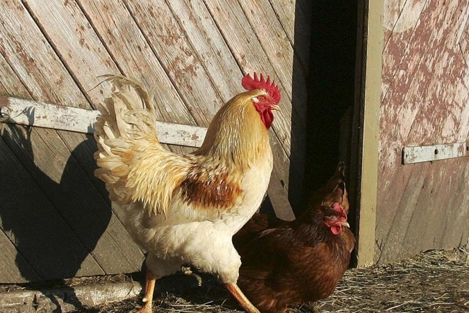Kauno rajone per gaisrą žuvo 100 vištų  