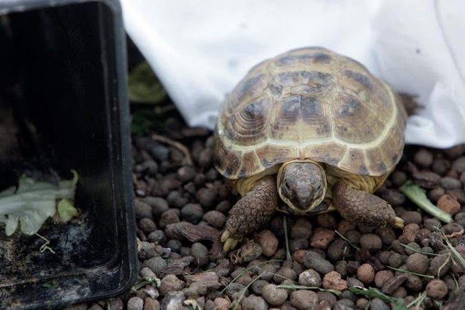 Paleontologai iškasė besiporuojančių vėžlių fosilijas
