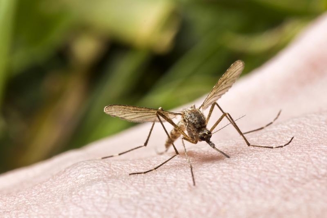 Uodų įkandimai gali sukelti ūmias alergijas: kaip nuo jų saugotis?  
