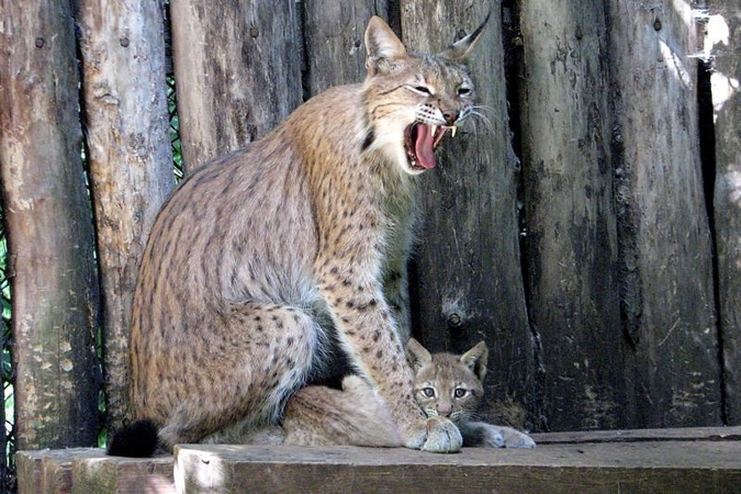 Zoologijos sode dūksta naujagimiai – lūšiukai ir paršiukai