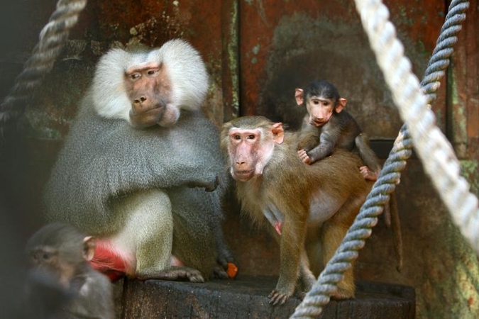 Zoologijos sode strykinėja kelios dešimtys jauniklių