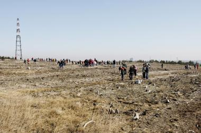 Kuršių nerijoje baigiama atsodinti išdegusį mišką 