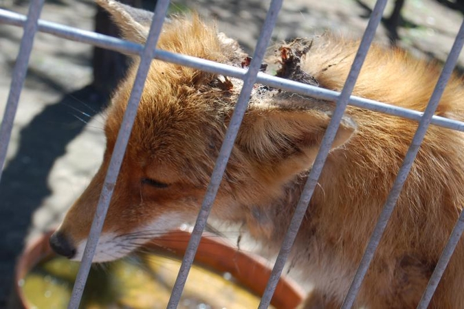 Sužalotas gyvūnas - zoologijos sodo kasdienybė? (foto)