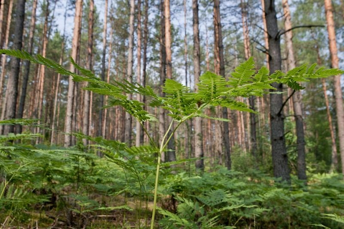 Čepkelių rezervatas - tarptautinės reikšmės saugoma teritorija