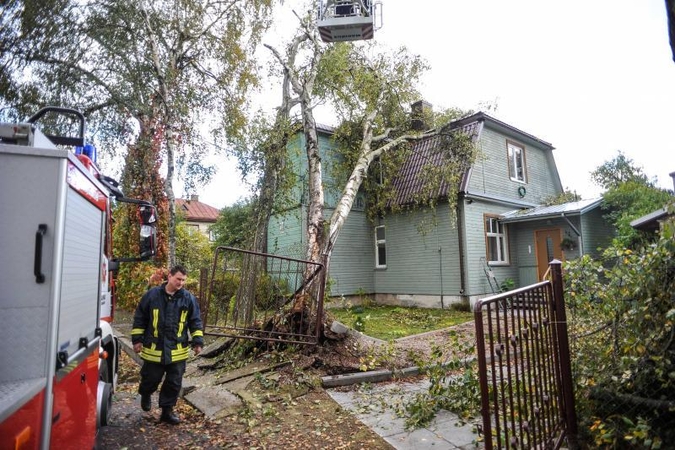Vėjo išversti medžiai    nuklojo Kauną  