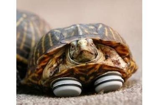 Kojų netekęs vėžlys vėl gali vaikščioti