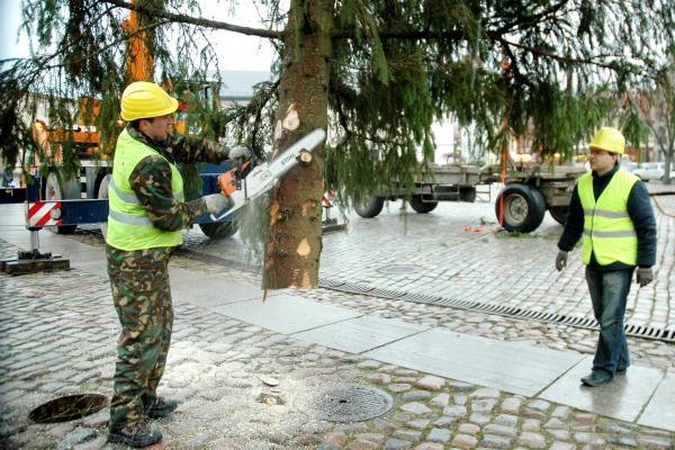 Į Klaipėdą atvežta Kalėdų eglė