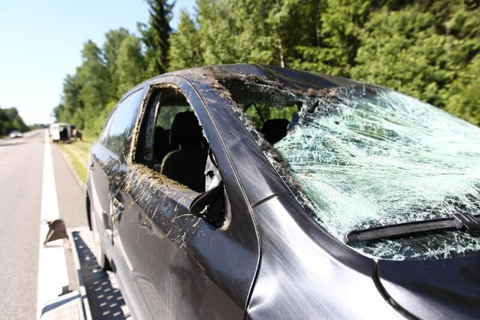 Prie Kauno – briedžio ir automobilio kaktomuša 