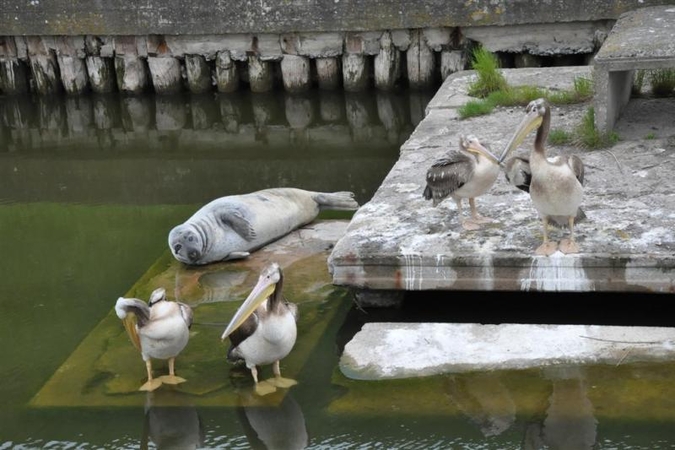 Jūrų muziejuje apsigyveno egzotiškieji pelikanai  (foto)