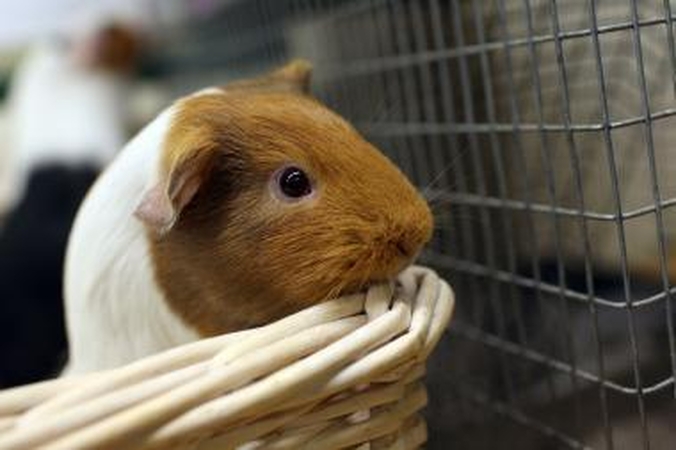 Dvi jūrų kiaulytės pateko į Guinnesso rekordų knygą