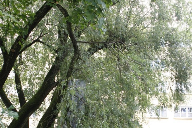 Pavojų kėlusios šakos tarnybos neskubėjo pašalinti