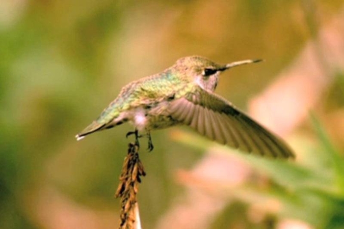 Kolibris – ne tik sparčiausiai skrenda, bet ir greičiausiai purtosi