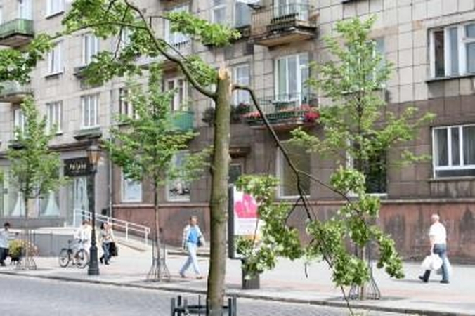 Barbarai: trys girti norvegai ant brangios, Vokietijoje išaugintos liepaitės karstėsi tol, kol jos kamienas lūžo pusiau.