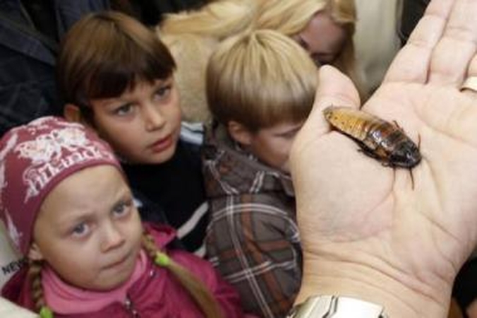 Azartas: Tailande, Amerikoje ir Rusijoje populiarios tarakonų varžybos Kaune surengtos ne pirmą kartą.