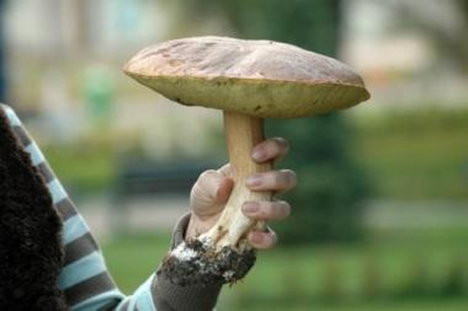 Atsargumas: medikai primena, kad reikėtų atsargiai skanauti grybų.