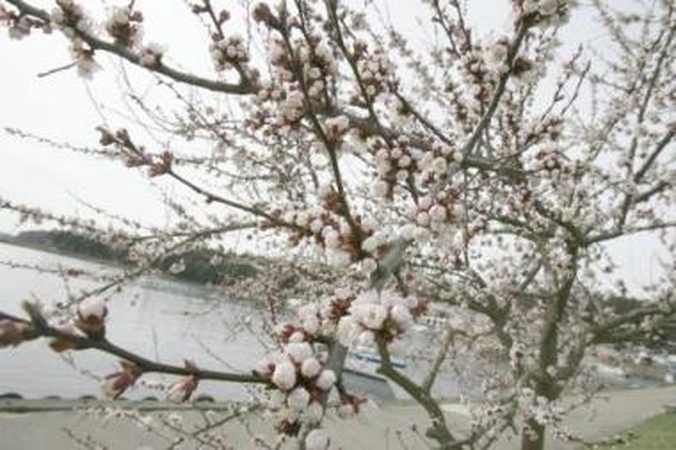 Pavasarinė viešnia ant Velykų stalo