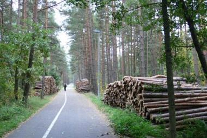 Girulių medžiai virto malkomis