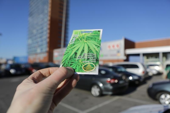 Už kelias kanapių sėklas – teistumas visam gyvenimui