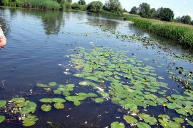 Painiava: už ekologinę katastrofą – išnuodytas žuvis Šyšos upėje – aplinkosaugininkai tikina bausią įmonę "Šilutės vandenys", o pastaroji kaltės nepripažįsta.