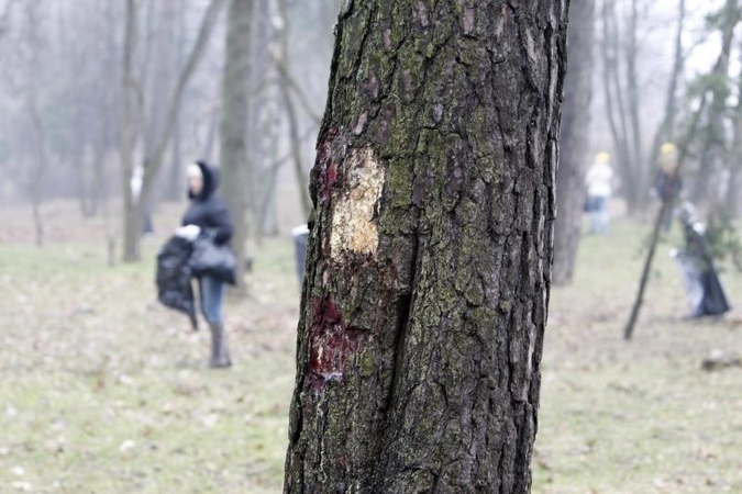 Uostamiesčio poilsio parke – dešimtys sužalotų medžių