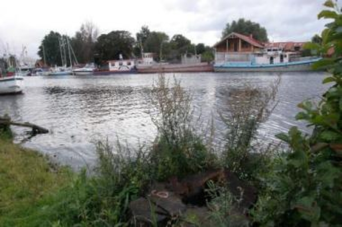 Žala: už 237 medžių išpjovimą Mingės kaime teismui pateiktas daugiau nei pusės milijono litų ieškinys.