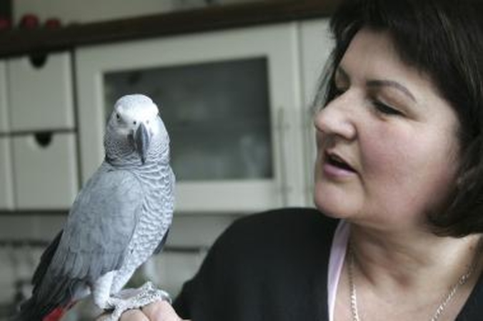 Papūga Žakutis: "O kam dabar lengva?"