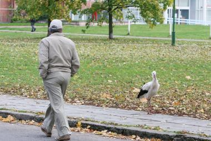 Gandras nesileidžia gelbėjamas