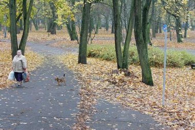 Mūšio lauke – benamiai gyvūnai