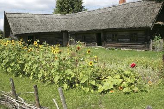 Atsvara: senosios lietuvių trobos pilkavo, tačiau puošėsi spalvingais darželiais.