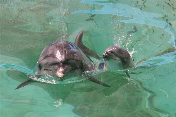 Aukos delfinariumo nepasiekė