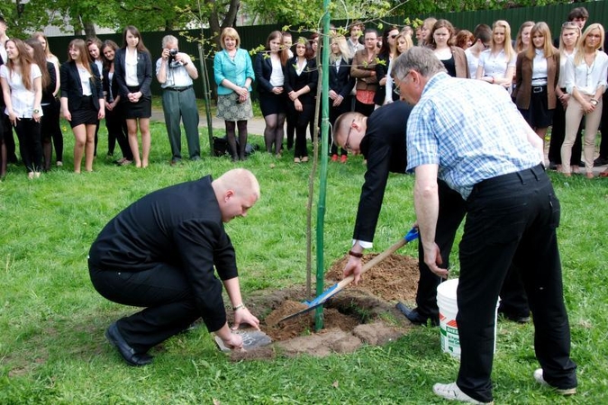 Ąžuolų giraitėje –        abiturientų ąžuolas   