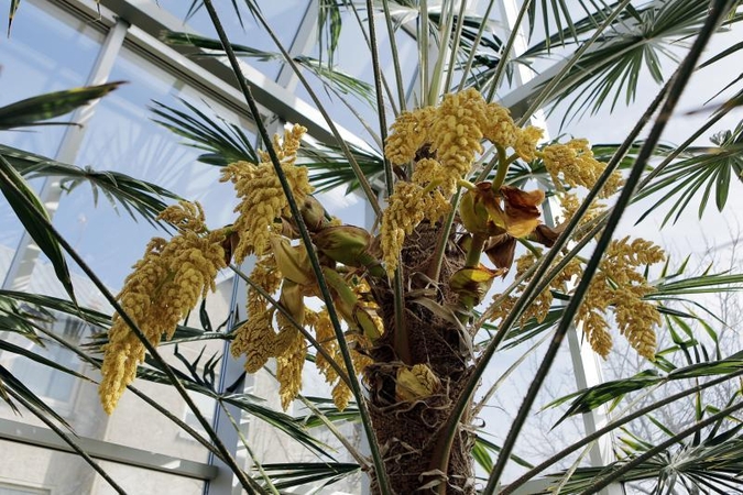 Neįtikėtina: klaipėdiečių namuose pražydo palmė (foto)