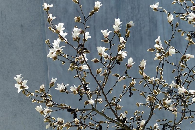 Svaigina pamaryje pražydusios magnolijos