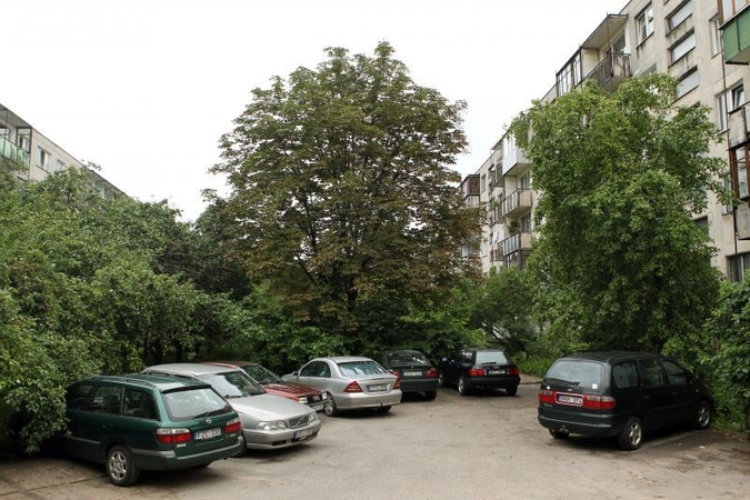 Komunalininkams apgenėti medį užtrunka metus