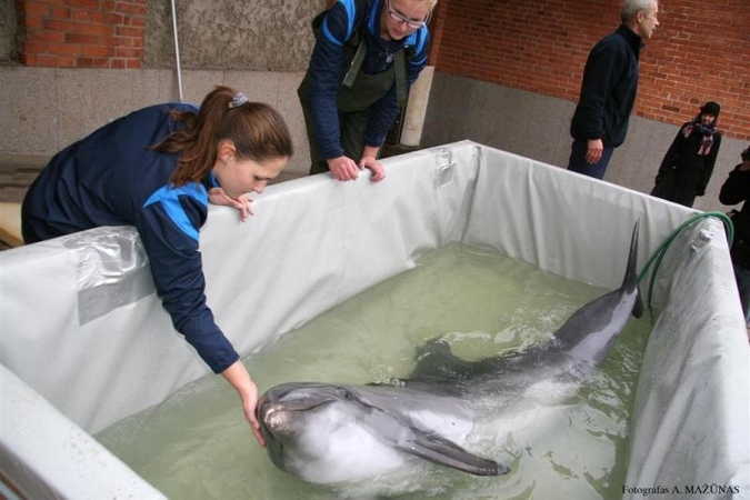 Delfinai į Klaipėdą sugrįš Jūros šventei