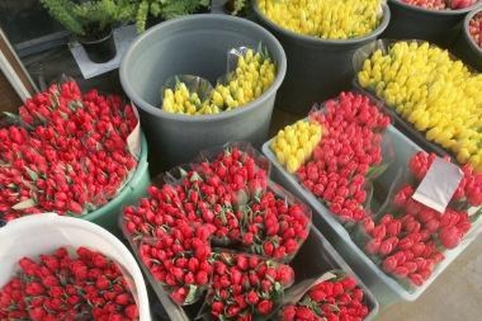 Tradicija: jau įprasta kovo 8-osios proga moteris apipilti tulpių puokštėmis.
