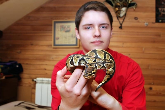 Gyvatės metų dovana – pitonas arba anakonda