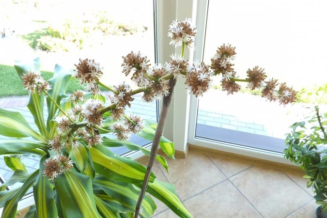 Dracena atsidėkojo nuostabiais žiedais