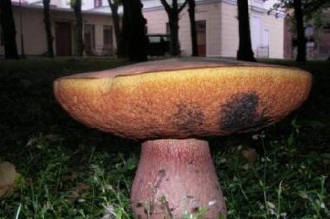 Gyvybė: Klaipėdos koncertų salės darbuotojus pradžiugino šalia esančiame parkelyje išdygęs gražuolis.